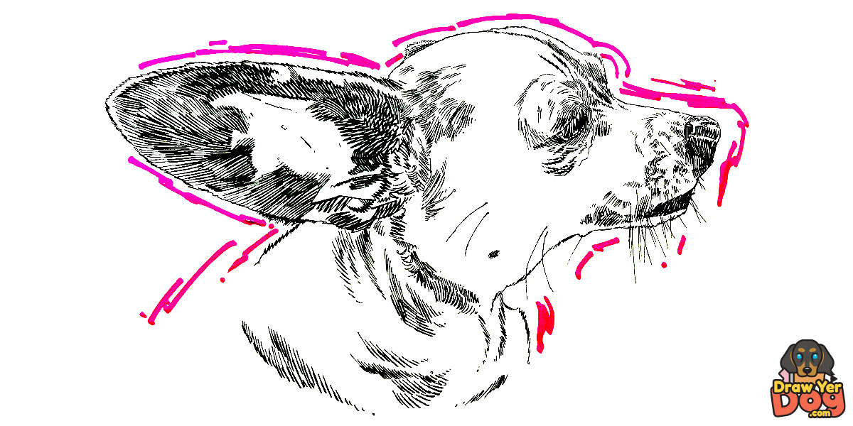 Example Hand Drawn Original Pet Portrait artwork